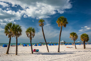 Palm trees on the beach in Clearwater Beach, Florida.